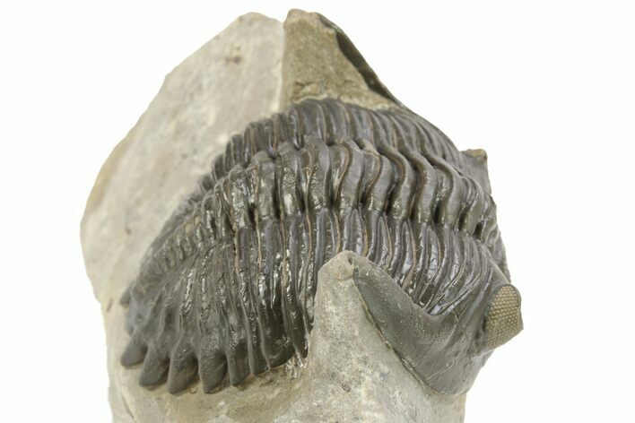 Detailed Hollardops Trilobite - Orange Eye Preservation #273444